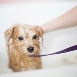 brown long coated small dog