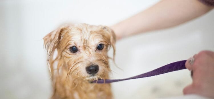 Köpeklerin Tüylerini Sağlıklı ve Parlak Tutmanın Yolları brown long coated small dog